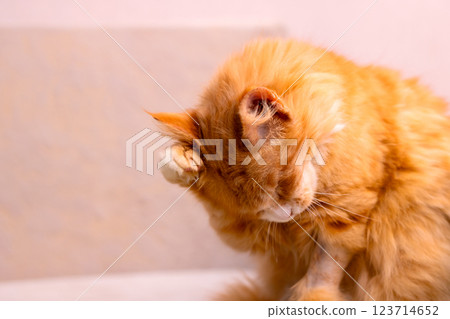 A fluffy orange cat is energetically scratching itself on a couch 123714652