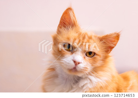 Closeup of an orange and white cat staring at the camera 123714653