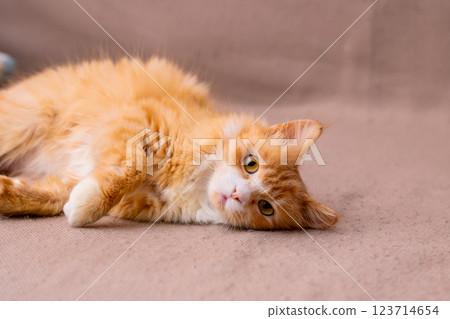 A fluffy orange and white cat is comfortably laying on a couch 123714654