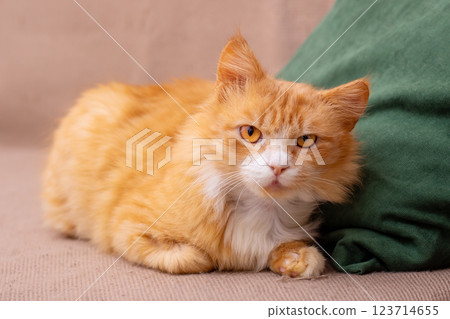 A fluffy orange and white cat is comfortably laying on a couch A fluffy orange and white cat is comfortably laying on a couch 123714655