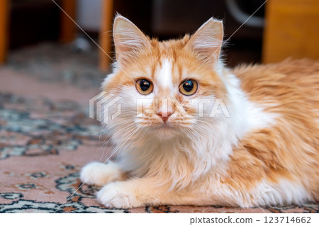 A fluffy orange and white cat comfortably laying on a soft rug 123714662