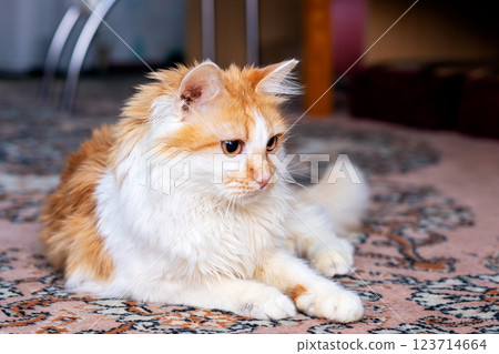 A fluffy orange and white cat comfortably laying on a soft rug 123714664