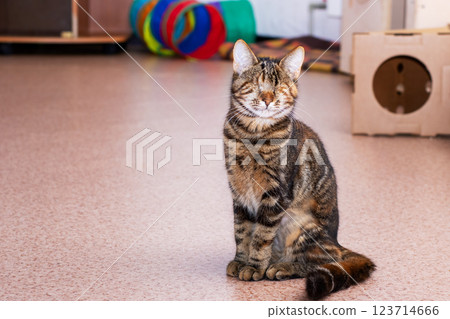 A domestic cat is peacefully sitting on the floor with its eyes closed A domestic cat is peacefully sitting on the floor with its eyes closed 123714666