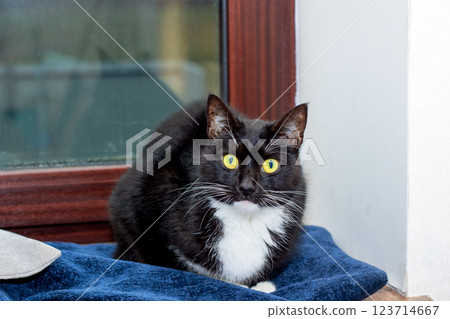 A black and white cat is comfortably laying on a blue towel A black and white cat is comfortably laying on a blue towel 123714667