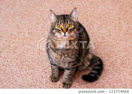 A cat sits on a colorful carpet, looking up curiously at the camera 123714668
