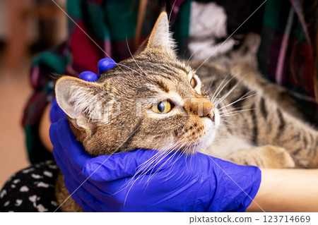 A person who is wearing blue gloves is gently holding a cat A person who is wearing blue gloves is gently holding a cat 123714669