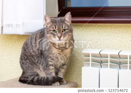 A cat sits comfortably by a warm radiator, enjoying the view A cat sits comfortably by a warm radiator, enjoying the view 123714672