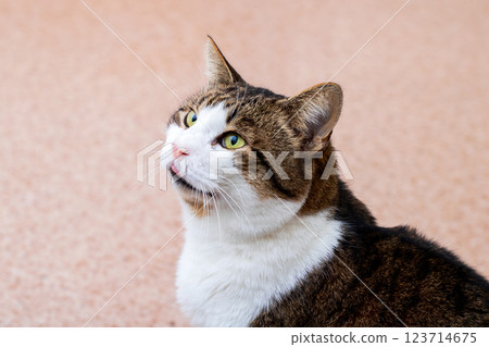 A brown and white cat sits on a soft carpet, gazing up 123714675
