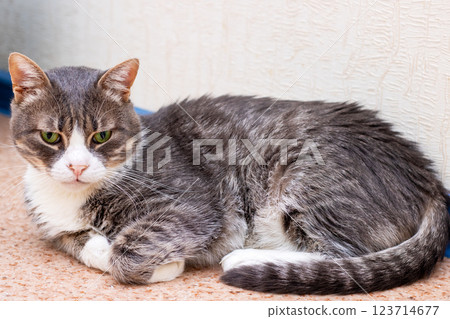 A gray and white cat with green eyes is laying on the floor 123714677