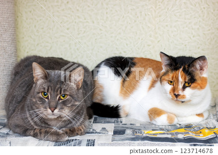 Two cats peacefully laying side by side on a large newspaper 123714678