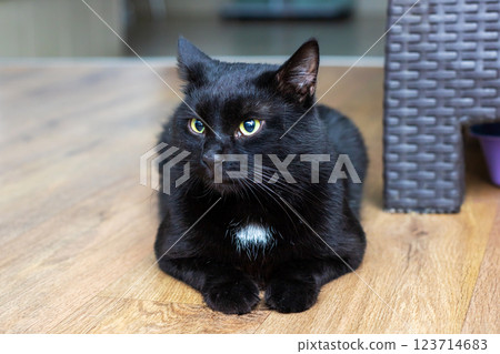 A sleek black cat with striking yellow eyes is comfortably laying on the floor 123714683