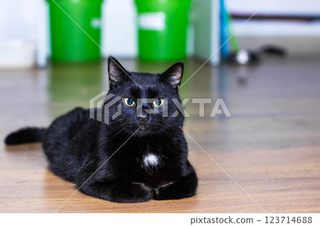 A sleek black cat with striking yellow eyes is comfortably laying on the floor A sleek black cat with striking yellow eyes is comfortably laying on the floor 123714688