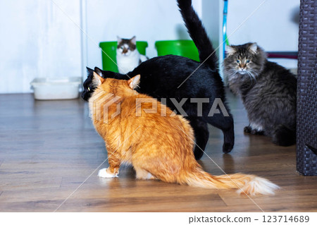 Three cats are playing on a wooden floor with a litter box 123714689