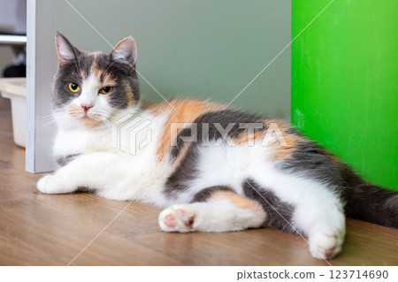 A calico cat is comfortably lying on the wooden floor surface A calico cat is comfortably lying on the wooden floor surface 123714690