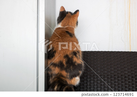 A calico cat leans against a wall, looking at the camera A calico cat leans against a wall, looking at the camera 123714691