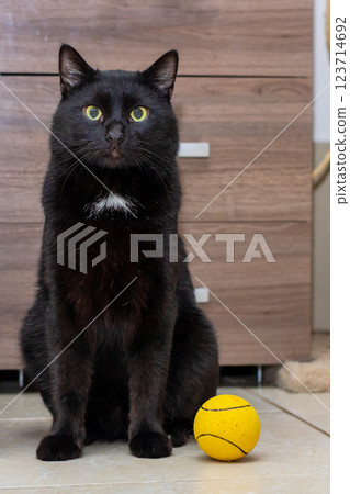 A fluffy black cat is sitting calmly next to a bright yellow ball A fluffy black cat is sitting calmly next to a bright yellow ball 123714692