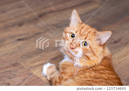 An orange and white cat on a wooden floor with milk dribbling An orange and white cat on a wooden floor with milk dribbling 123714693