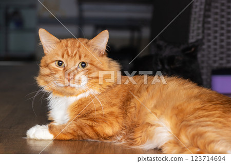 An orange and white cat on a wooden floor with milk dribbling 123714694