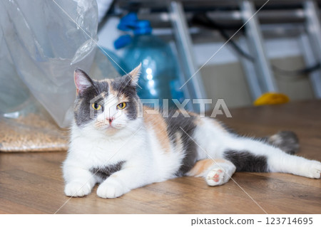 A calico cat is comfortably lying on the wooden floor surface A calico cat is comfortably lying on the wooden floor surface 123714695