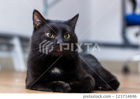 A sleek black cat with striking yellow eyes is comfortably laying on the floor 123714696