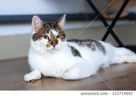 A brown and white cat peacefully laying on a rustic wooden floor A brown and white cat peacefully laying on a rustic wooden floor 123714697