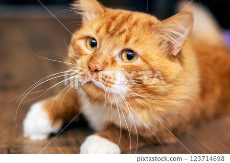 An orange and white cat on a wooden floor with milk dribbling An orange and white cat on a wooden floor with milk dribbling 123714698