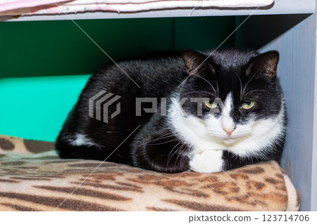 A black and white cat is laying comfortably on a leopard print blanket A black and white cat is laying comfortably on a leopard print blanket 123714706