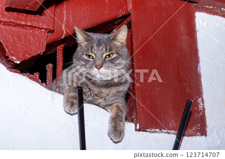 A curious cat gazing out of a small hole in the old wall 123714707