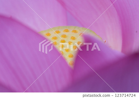 Mysterious lotus petals Mysterious lotus petals 123714724