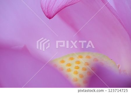 The world of lotus petals The world of lotus petals 123714725