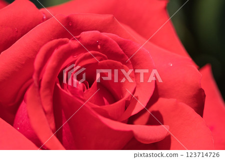 Passionate red rose Passionate red rose 123714726