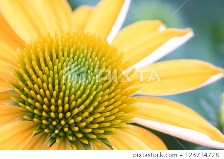 yellow echinacea flower 123714728