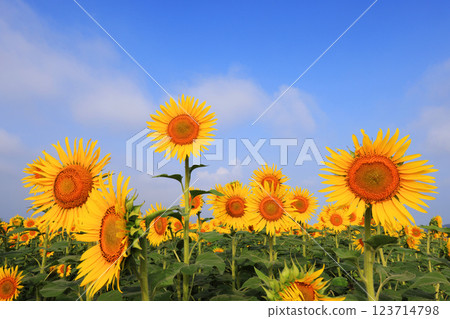 Sunflower field 4760 Sunflower field 4760 123714798