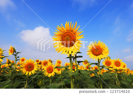 Sunflower field 4801 Sunflower field 4801 123714810