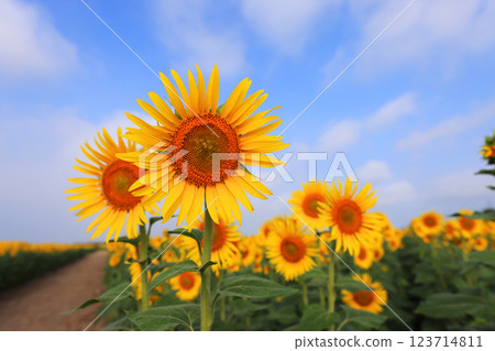Sunflower field 4804 Sunflower field 4804 123714811