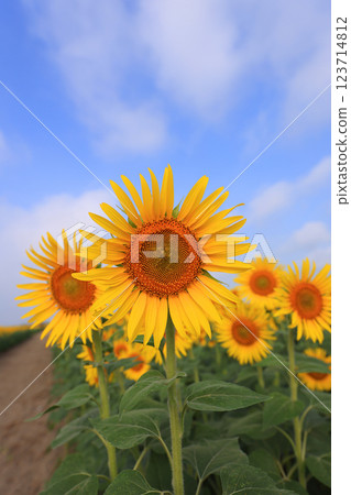 Sunflower field 4805 Sunflower field 4805 123714812