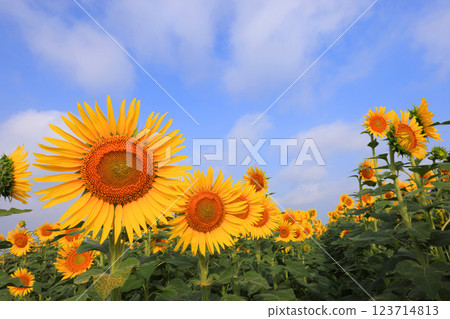 Sunflower field 4806 Sunflower field 4806 123714813