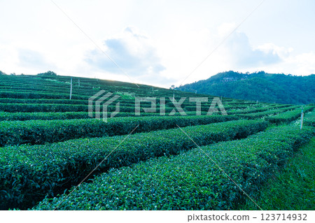 tea plantation and green tea plantation 123714932