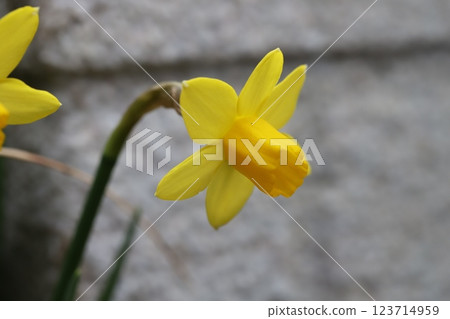 早春花園中盛開的黃色小水仙花（tetarte） 123714959