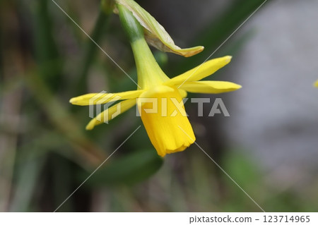 早春花園中盛開的黃色小水仙花(tetarte) 早春花園中盛開的黃色小水仙花(tetarte) 123714965