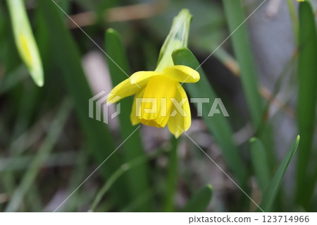 早春花園中盛開的黃色小水仙花（tetarte） 123714966