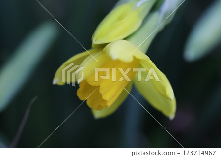 Yellow flowers of miniature daffodils (tetarte) blooming in a garden in early spring Yellow flowers of miniature daffodils (tetarte) blooming in a garden in early spring 123714967