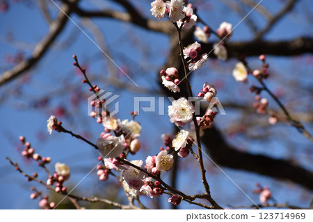 White plum blossoms shining in the blue sky of early spring 123714969