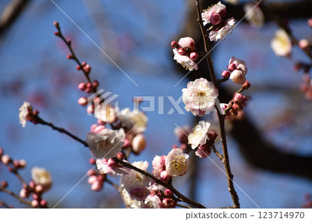 White plum blossoms shining in the blue sky of early spring 123714970