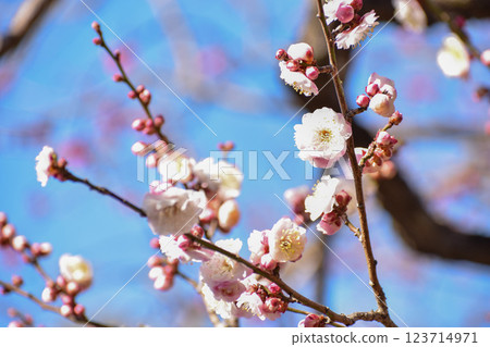 White plum blossoms shining in the blue sky of early spring 123714971