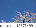 Someiyoshino cherry blossoms in full bloom and petals falling like snow 123714991