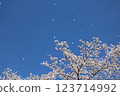 Someiyoshino cherry blossoms in full bloom and petals falling like snow 123714992