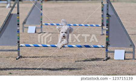 微笑玩具貴賓犬跳躍 123715139