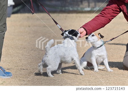 主人與兩隻寵物狗傑克羅素梗玩耍 主人與兩隻寵物狗傑克羅素梗玩耍 123715143