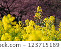 春天盛開的油菜花和河津櫻花 123715169